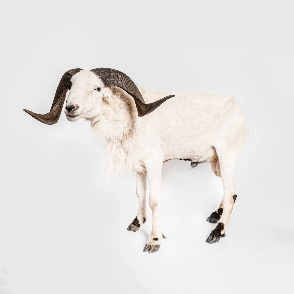 Sheep Ciro